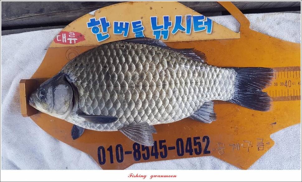 신리 47 cm한버들 415 cm실리곡 41 cm광월지 415 cm (조황조행기 - 특파원조황)