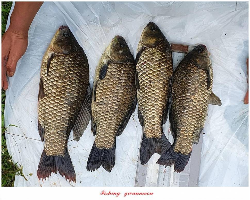 제일 43 cm40 cm화곡지 4 짜 조황 (조황조행기 - 특파원조황)