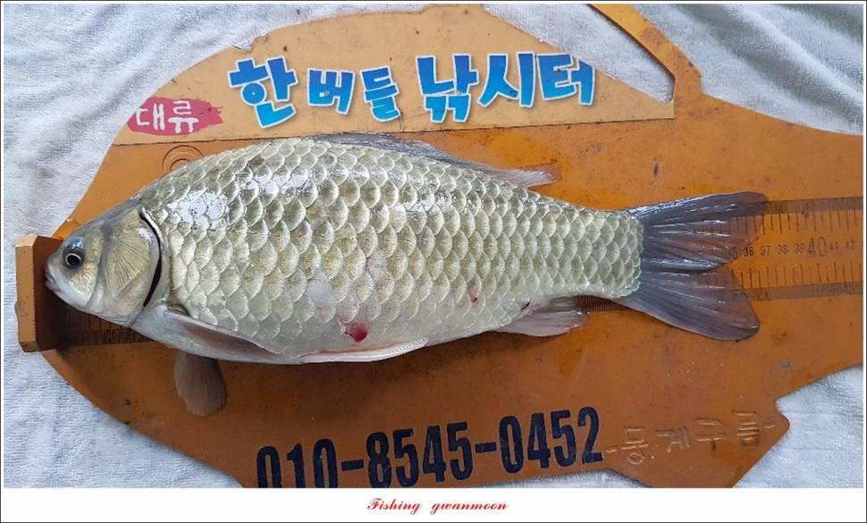 한버들 47 cm405 cm제일 40 cm39 cm38 cm (조황조행기 - 특파원조황)