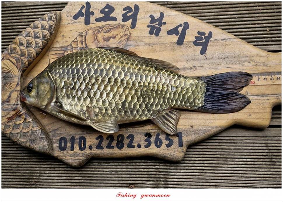 사오리 4 짜 조황 (조황조행기 - 특파원조황)