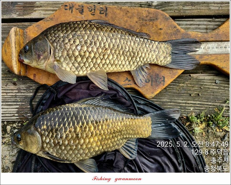 화곡지용원지 조황 (조황조행기 - 특파원조황)