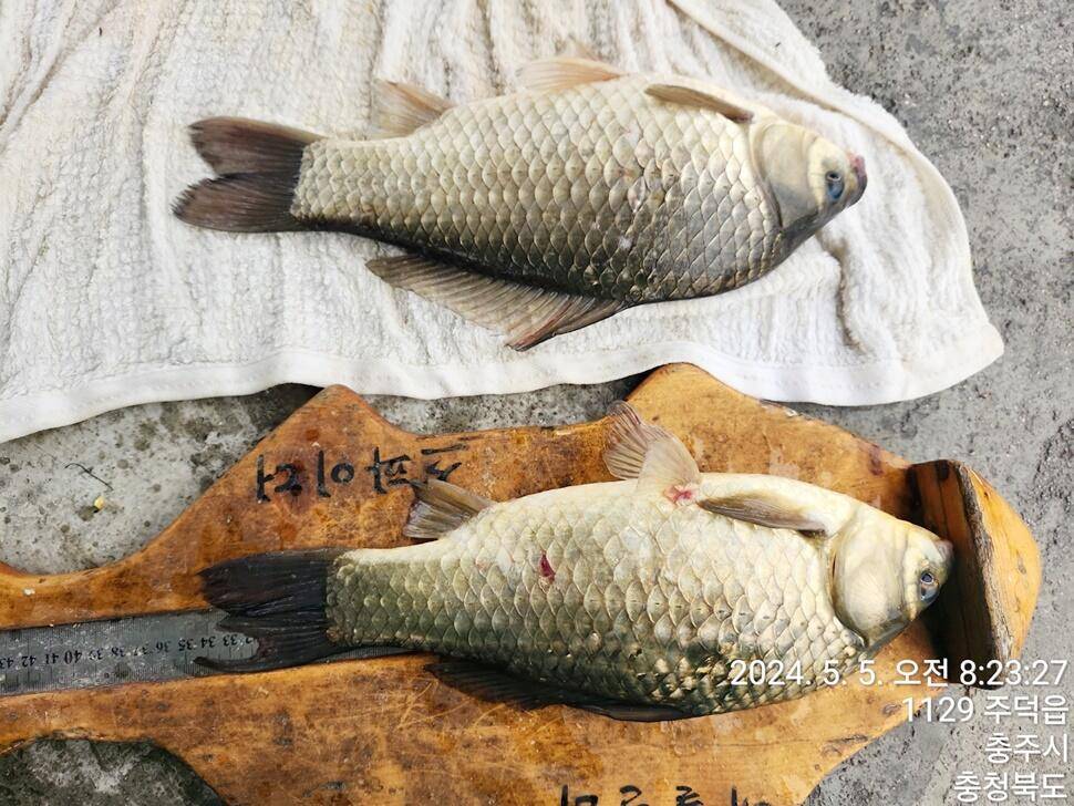 목벌 4 짜화곡지 4 짜 조황 (조황조행기 - 특파원조황)