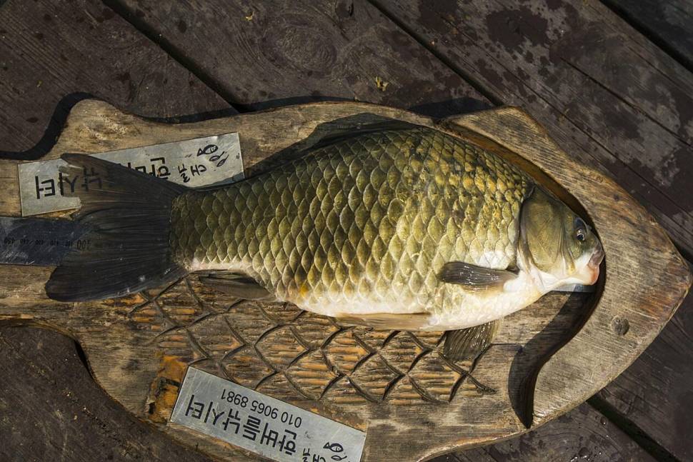 한버들 425 cm41 cm충주호 오름수위 조황 (조황조행기 - 특파원조황)