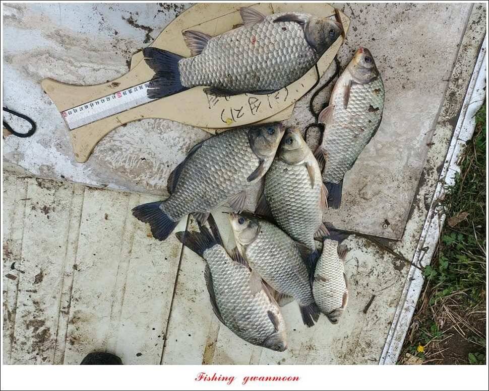 제일 39 cm 대물 조황화곡지칠성지 조황 (조황조행기 - 특파원조황)