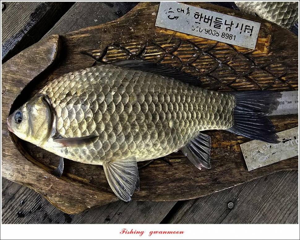사오리 4 짜한버들 4 짜봉낚시터 조황 (조황조행기 - 특파원조황)