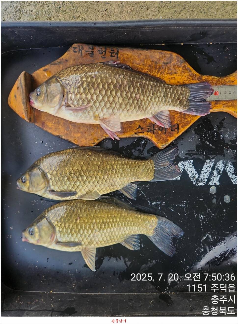 화곡지 49 cm477 cm455 cm 호조황 (조황조행기 - 특파원조황)