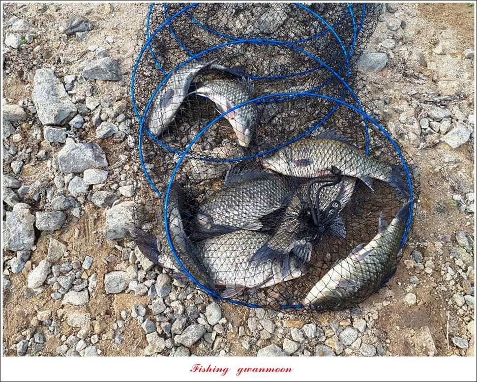 화곡지 사짜덕곡 37 cm추평지 조황 (조황조행기 - 특파원조황)