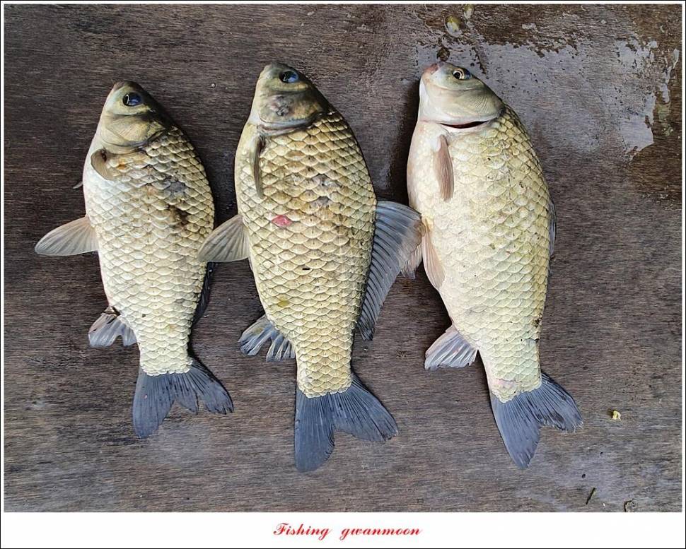 한버들 44 cm신리 415 cm41 cm실리곡 4 자돌감 4 짜화곡지 4 짜솔 37 cm 조황 정보 (조황조행기 - 특파원조황)