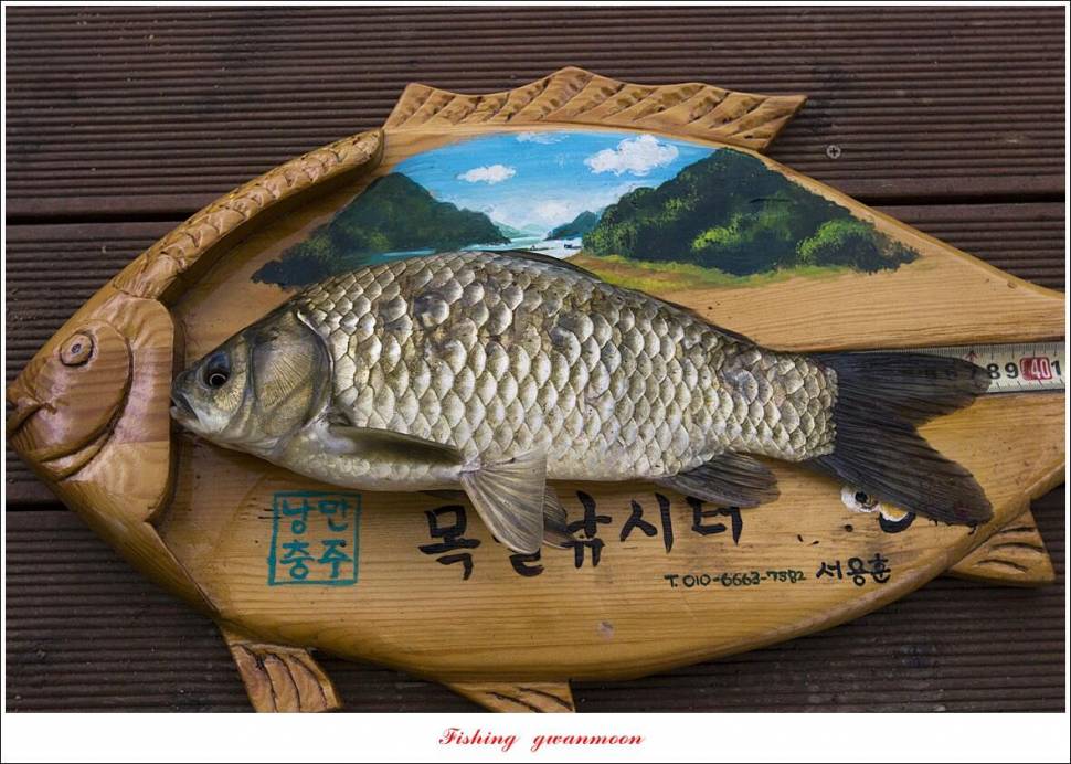 목벌 42 cm42 cm39 cm38 cm 대물 조황 (조황조행기 - 특파원조황)