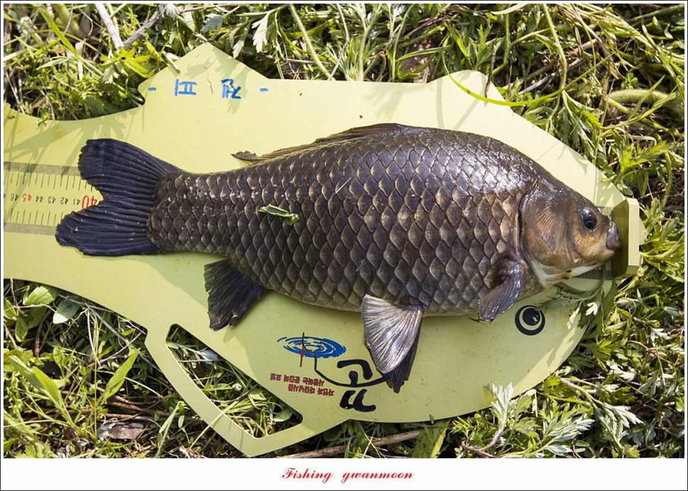 추평지 4 짜화곡지 4 짜칠성지 4 짜목벌 마릿수 월척 (조황조행기 - 특파원조황)