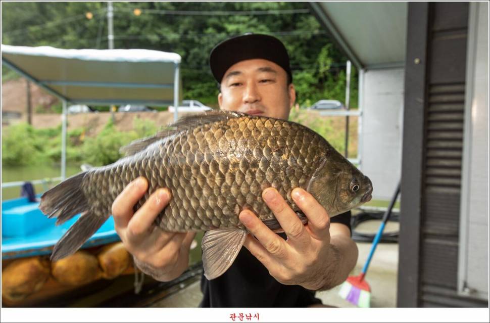 화곡지 49 cm477 cm455 cm 호조황 (조황조행기 - 특파원조황)