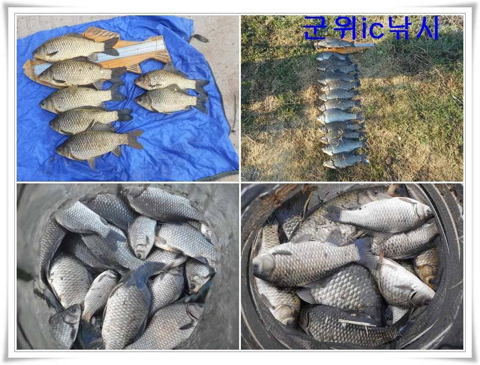 본격산란특수 대박조황 (조황조행기 - 특파원조황)