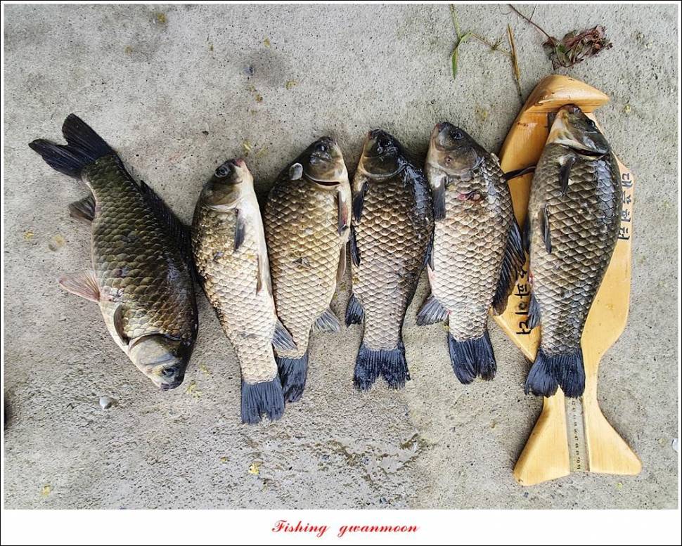 제일 43 cm40 cm화곡지 4 짜 조황 (조황조행기 - 특파원조황)