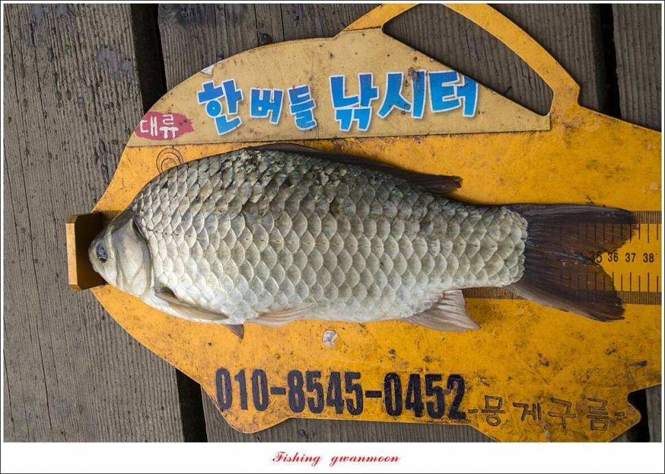 한버들 4 짜신리 4 짜실리곡 4 짜대물 조황 (조황조행기 - 특파원조황)