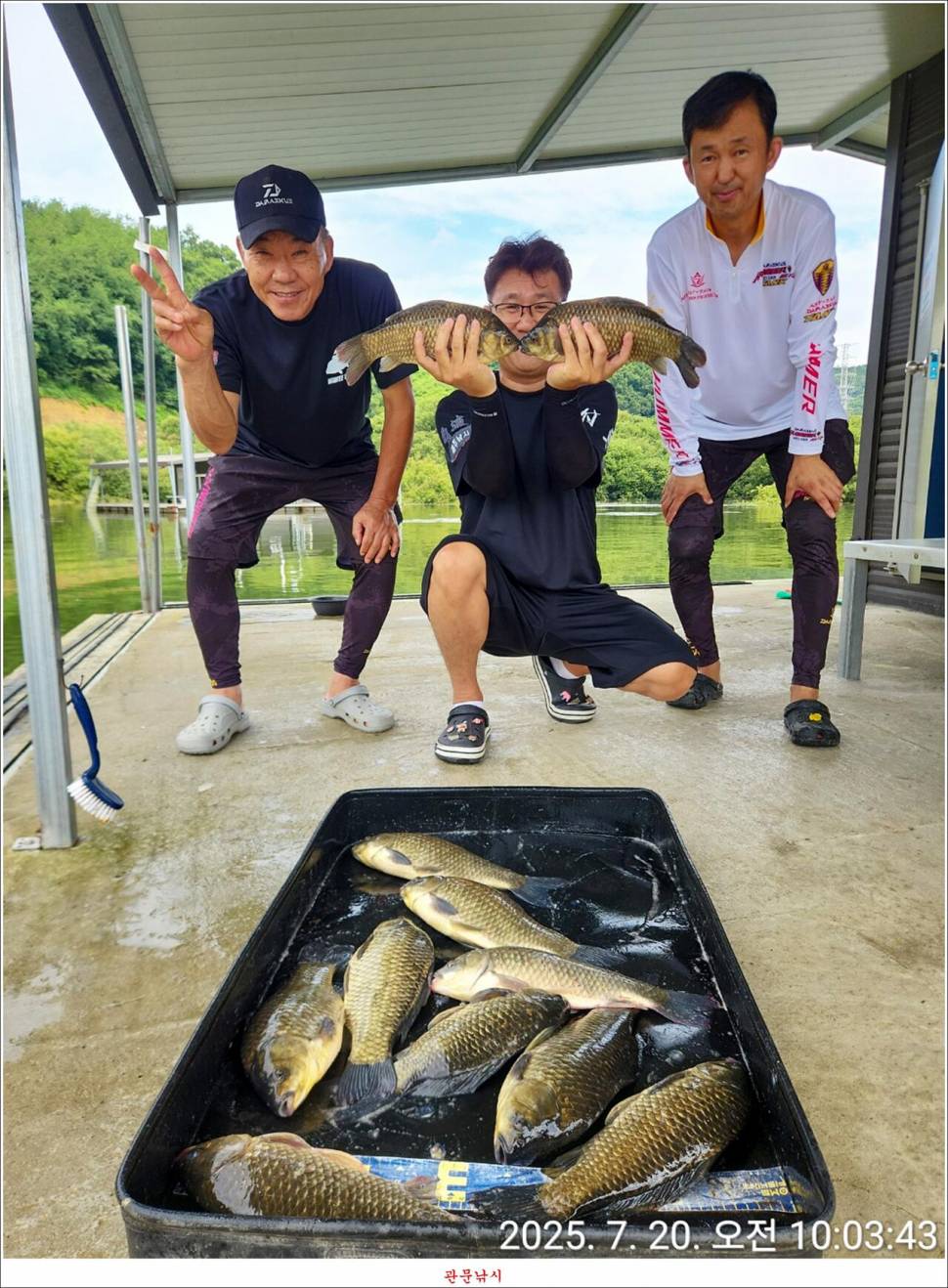 화곡지 49 cm477 cm455 cm 호조황 (조황조행기 - 특파원조황)