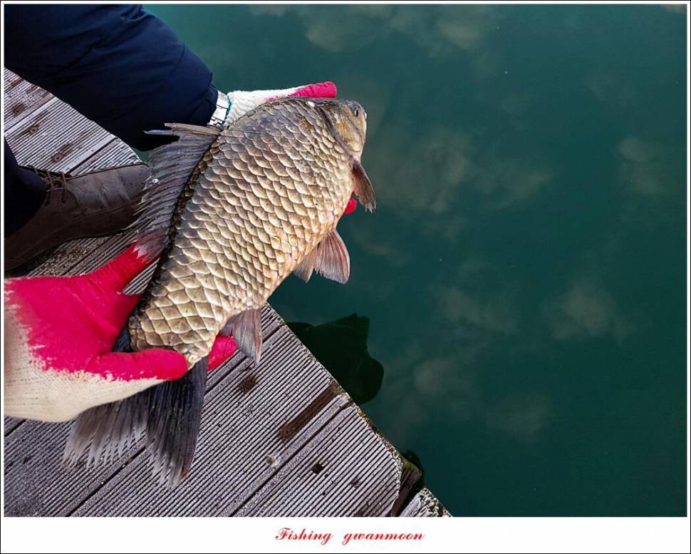 한버들 왕중왕전 대회신리 465 cm 대물 돌감 37 cm34 cm월척 조황 (조황조행기 - 특파원조황)