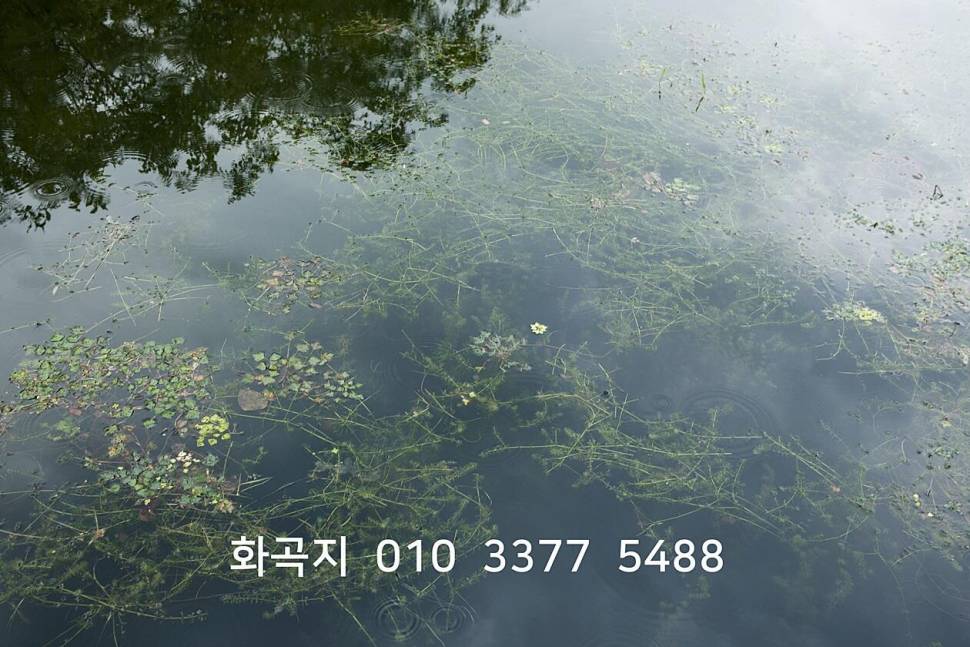 문골 낚시터화곡지 조황 (조황조행기 - 특파원조황)