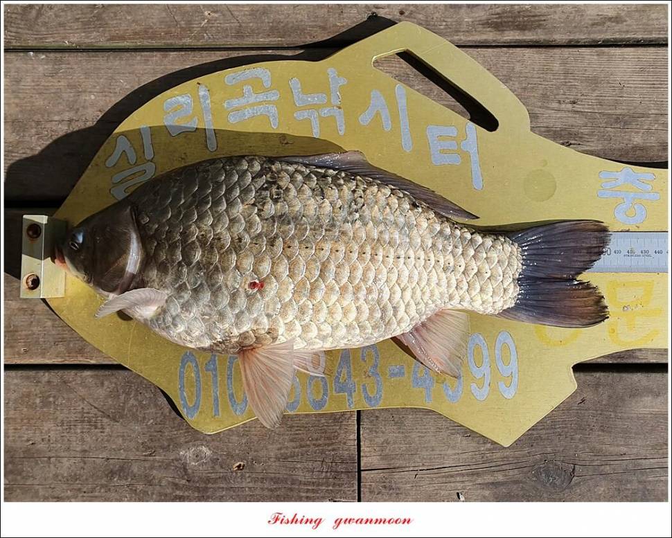 실리곡 4 짜신리 4 짜노지 4 짜 조황 (조황조행기 - 특파원조황)