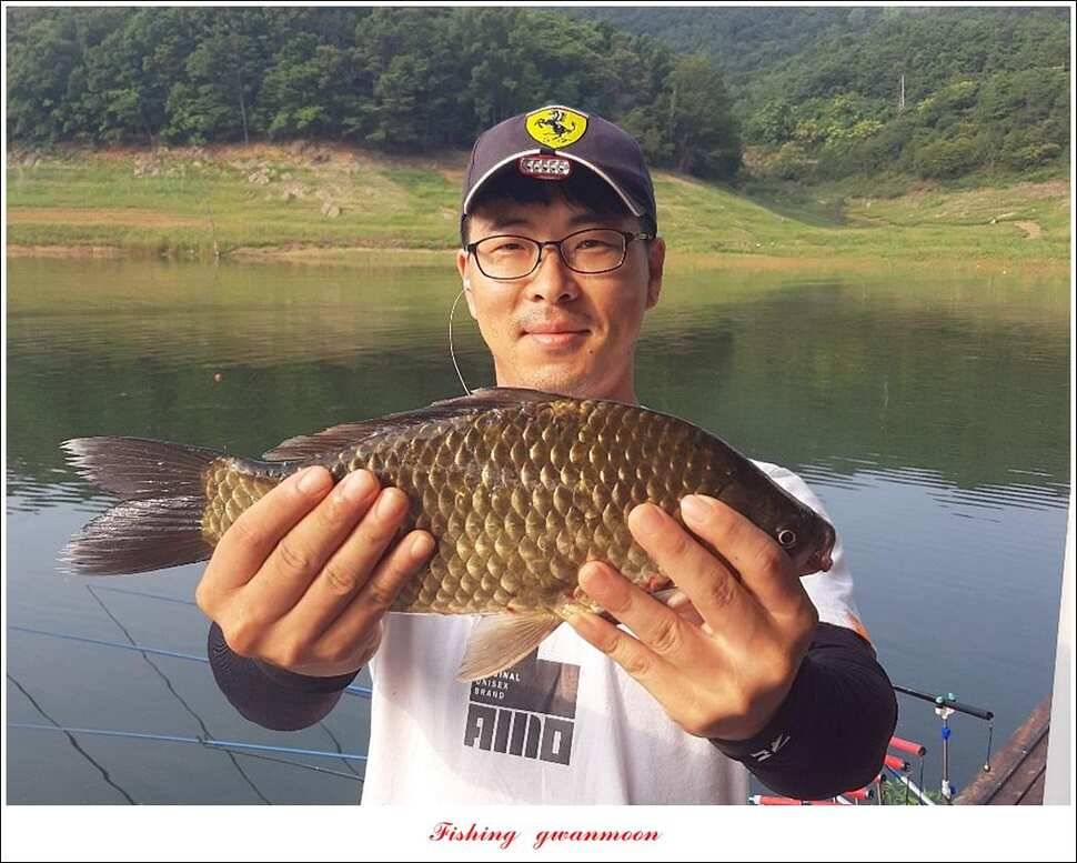돌감 4 짜제일 39 cm38 cm37 cm칠성지 월척 조황 (조황조행기 - 특파원조황)