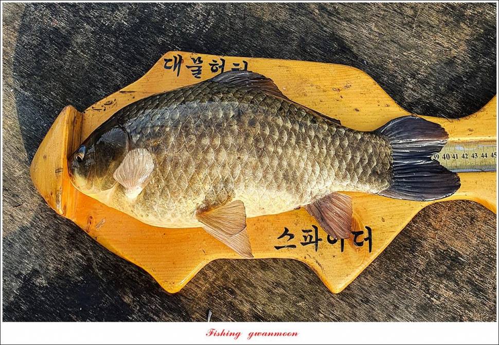 화곡지 4 짜 조황 (조황조행기 - 특파원조황)
