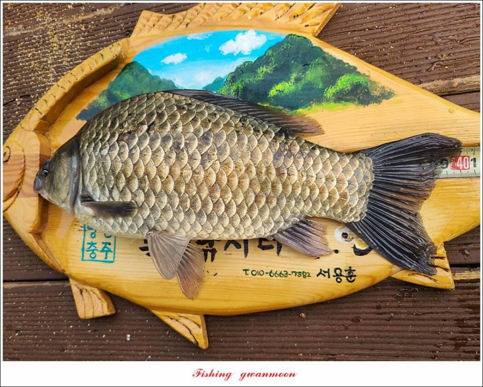 목벌 43 cm37 cm소류지 4 짜솔 낚시터 월척화곡지 대물 조황 (조황조행기 - 특파원조황)