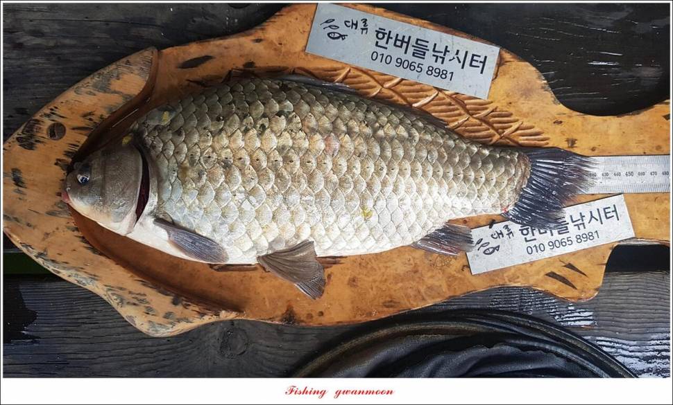 충주호 현황 및 화곡지 4 짜 조황 (조황조행기 - 특파원조황)