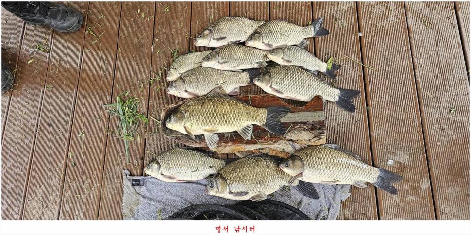 제일 낚시터 대박 조황명서 낚시터 호조황 (조황조행기 - 특파원조황)