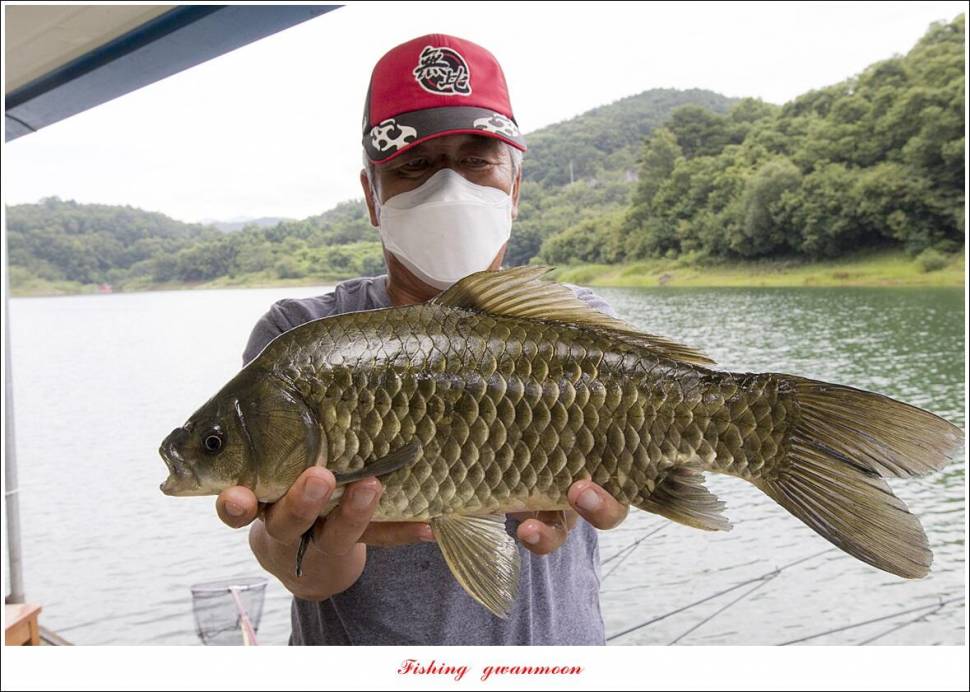 돌감 415 cm41 cm 및 허리급 월척 조황 (조황조행기 - 특파원조황)