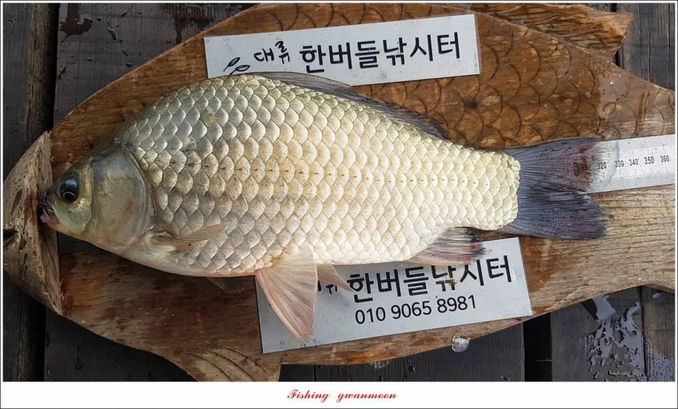 충주호 현황 및 화곡지 4 짜 조황 (조황조행기 - 특파원조황)