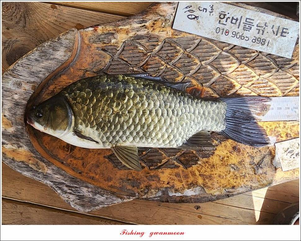 명서한버들 조황 소식 (조황조행기 - 특파원조황)
