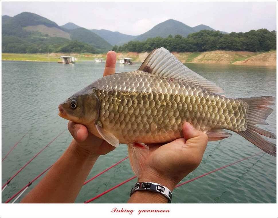 돌감신매 허리급 월척 조황 (조황조행기 - 특파원조황)