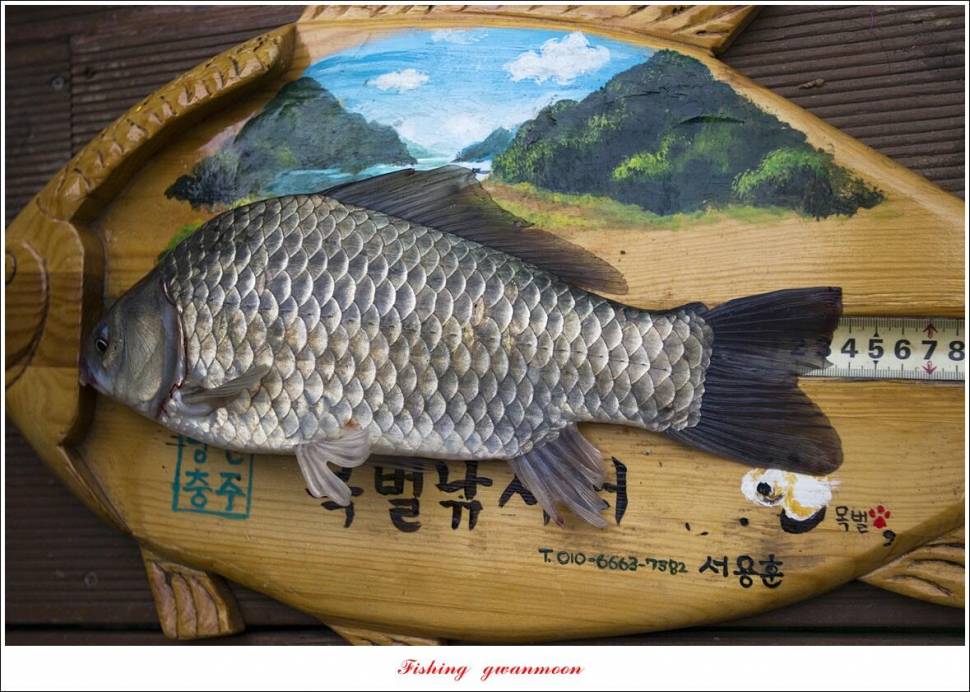 목벌 42 cm42 cm39 cm38 cm 대물 조황 (조황조행기 - 특파원조황)