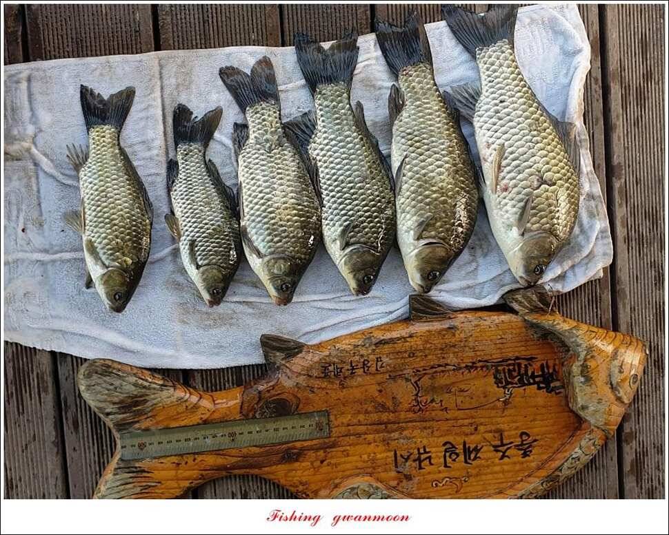 돌감 4 짜제일 39 cm38 cm37 cm칠성지 월척 조황 (조황조행기 - 특파원조황)