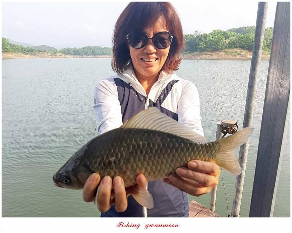실리곡 4 짜돌감 395 cm칠성지 4 짜 (조황조행기 - 특파원조황)