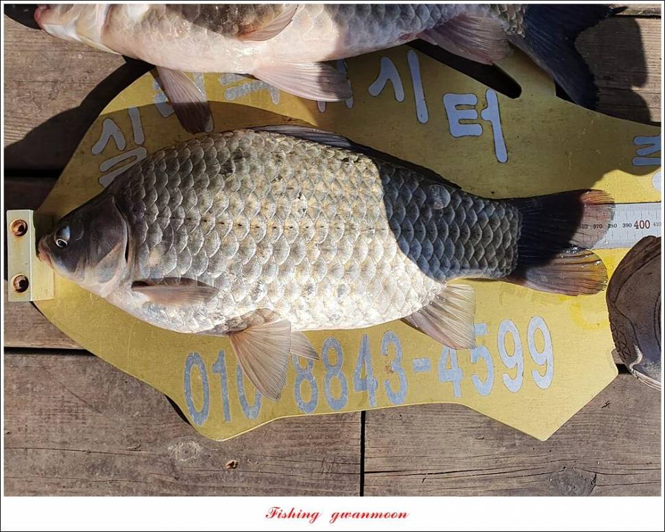 실리곡 4 짜신리 4 짜노지 4 짜 조황 (조황조행기 - 특파원조황)