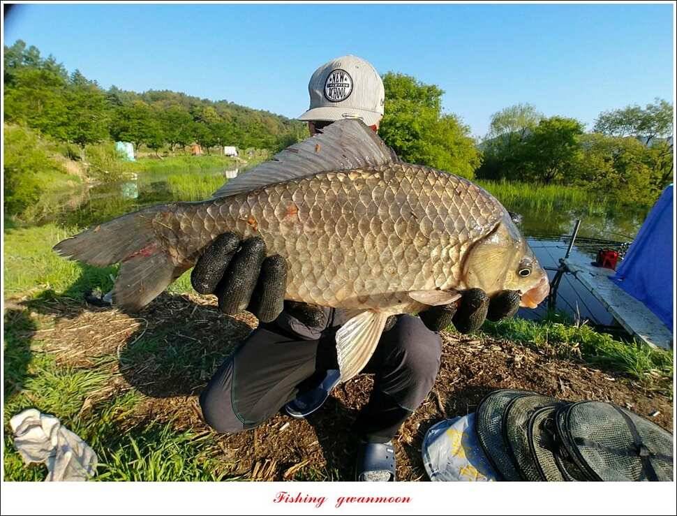 칠성지 45 cm405 cm40 cm대물 조황 (조황조행기 - 특파원조황)