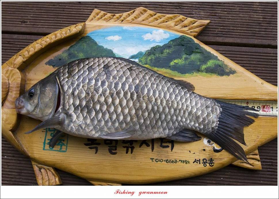 목벌 42 cm42 cm39 cm38 cm 대물 조황 (조황조행기 - 특파원조황)