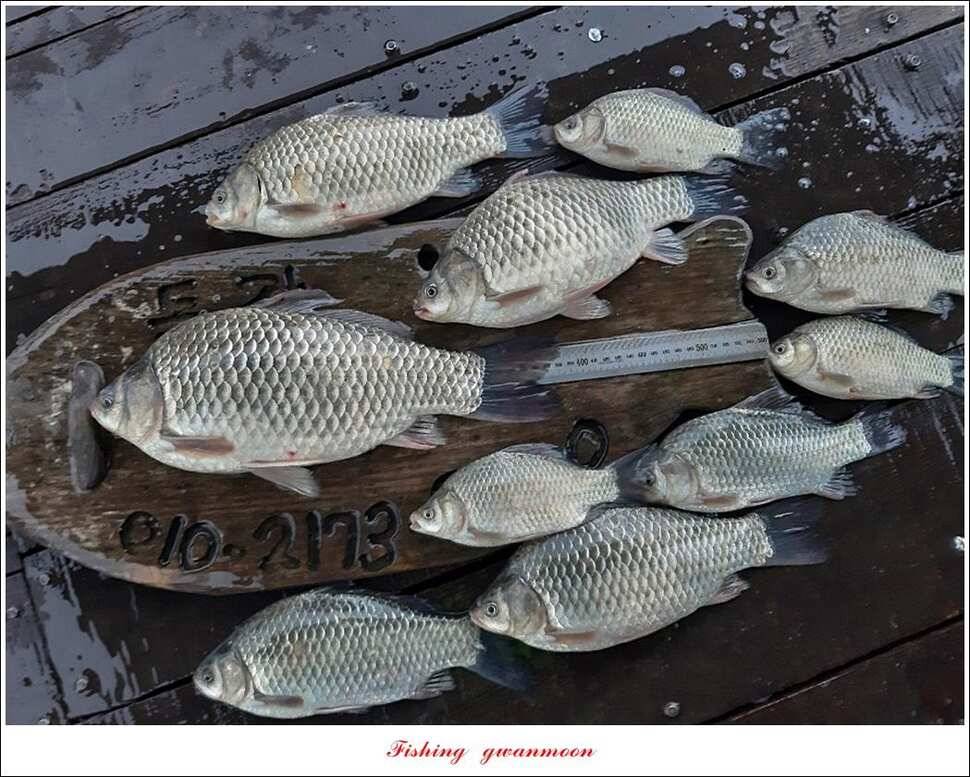 돌감 사짜38 cm38 cm마릿수 월척 조황 (조황조행기 - 특파원조황)