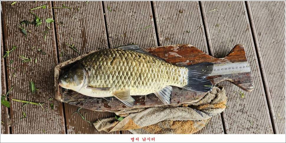 제일 낚시터 대박 조황명서 낚시터 호조황 (조황조행기 - 특파원조황)