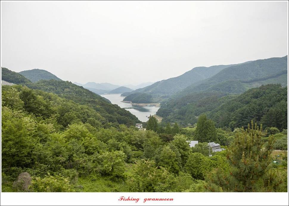 목벌 4 짜 마릿수 조황 (조황조행기 - 특파원조황)