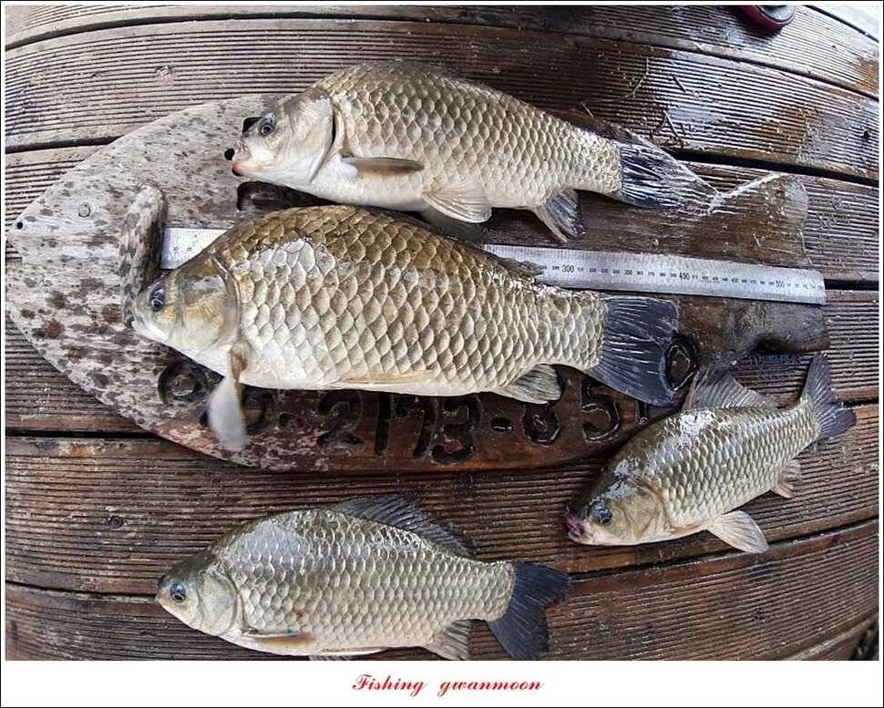 신매 44 cm 대물돌감 4 짜늘푸른제일 월척 조황 (조황조행기 - 특파원조황)
