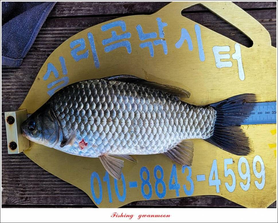 목벌 42 cm신리 41 cm408 cm실리곡 39 cm38 cm대물 조황 (조황조행기 - 특파원조황)