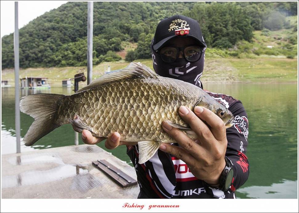 목벌 41cm40 cm허리급 월척 조황 (조황조행기 - 특파원조황)