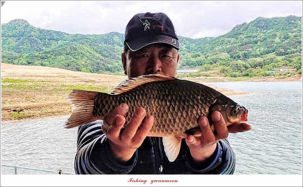 한버들 44 cm신리 415 cm41 cm실리곡 4 자돌감 4 짜화곡지 4 짜솔 37 cm 조황 정보 (조황조행기 - 특파원조황)
