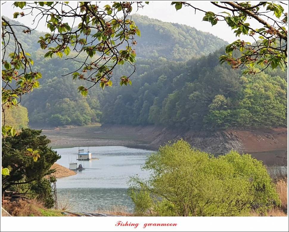 한버들 4 짜신리 4 짜실리곡 4 짜대물 조황 (조황조행기 - 특파원조황)