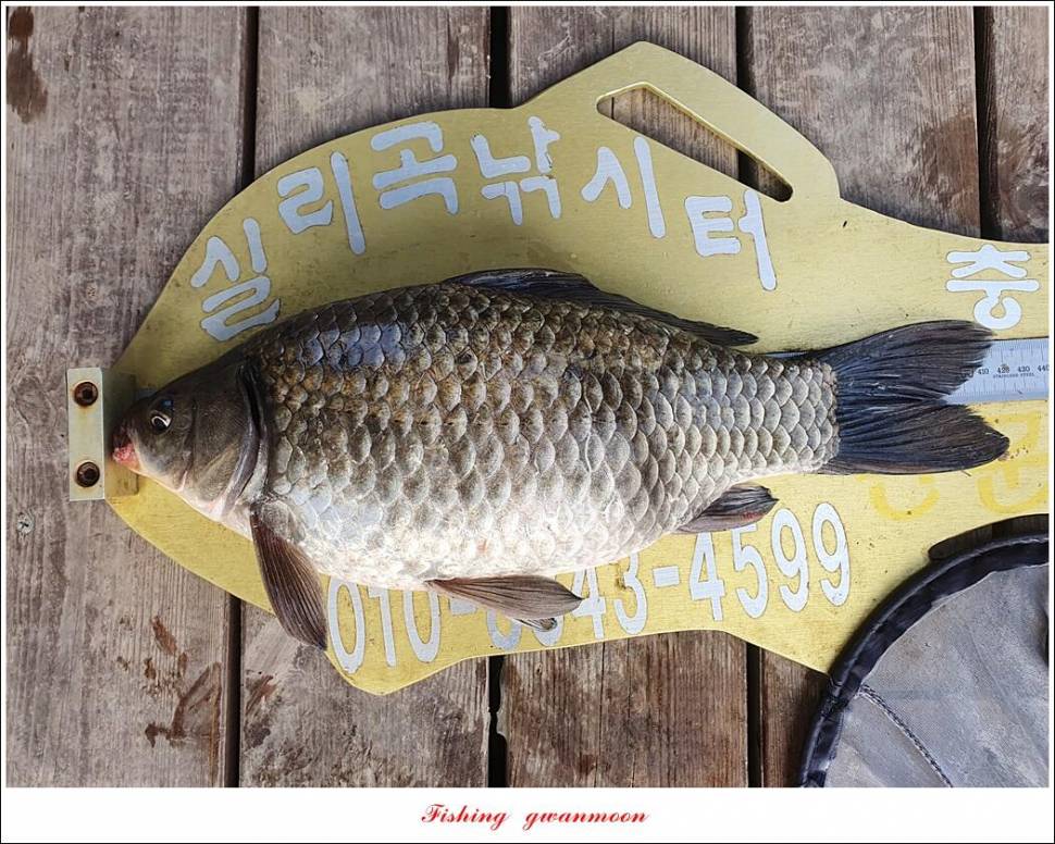 신리 4 짜 7 수실리곡 4 짜 4 수한버들 4 짜 3 수 (조황조행기 - 특파원조황)