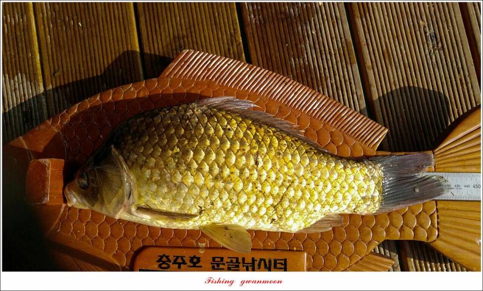 문골 42 cm명서 40 cm 달천강화곡지 조황 (조황조행기 - 특파원조황)