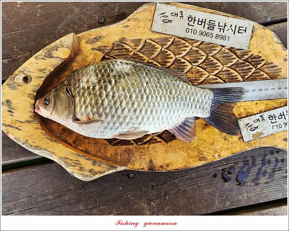 솔 월척한버들 월척 조황 (조황조행기 - 특파원조황)