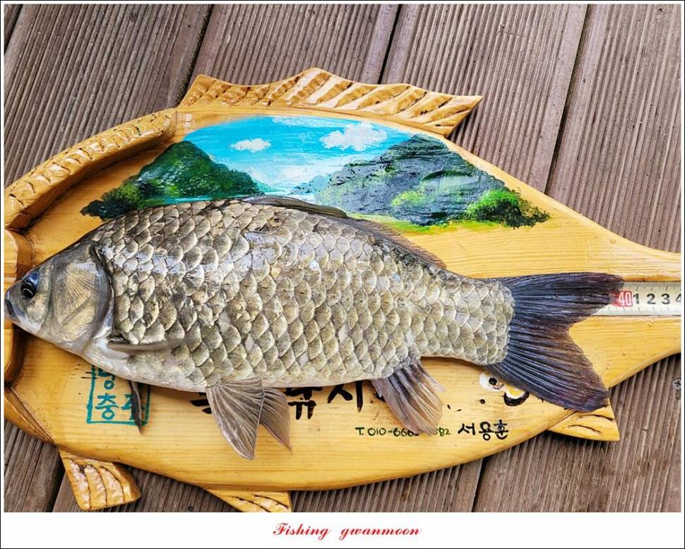한버들 43 cm목벌 4 짜 2 수솔 낚시터사오리 월척 조황 (조황조행기 - 특파원조황)