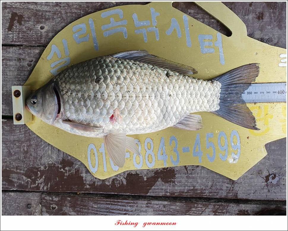 신리 44 cm실리곡 41 cm돌감 405 cm칠성지 대물 조황 (조황조행기 - 특파원조황)